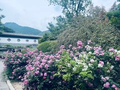 -香山公园