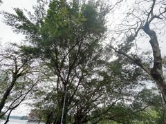 -松山湖风景区松湖烟雨