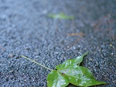 -老山国家森林公园
