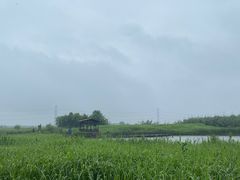 -宁波杭州湾国家湿地公园