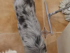 -Let's go狗咖·猫咖·奶狗·桌游(春熙路IFS店)