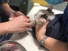 -伟伟宠物医院·瑞派猫友好医院·猫科(光谷店)