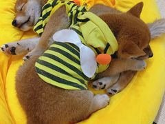 -逗柴咖啡屋·狗咖猫咖宠物桌游