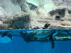 -帝企鹅自助餐厅•儿童岛•真企鹅(长隆企鹅酒店)