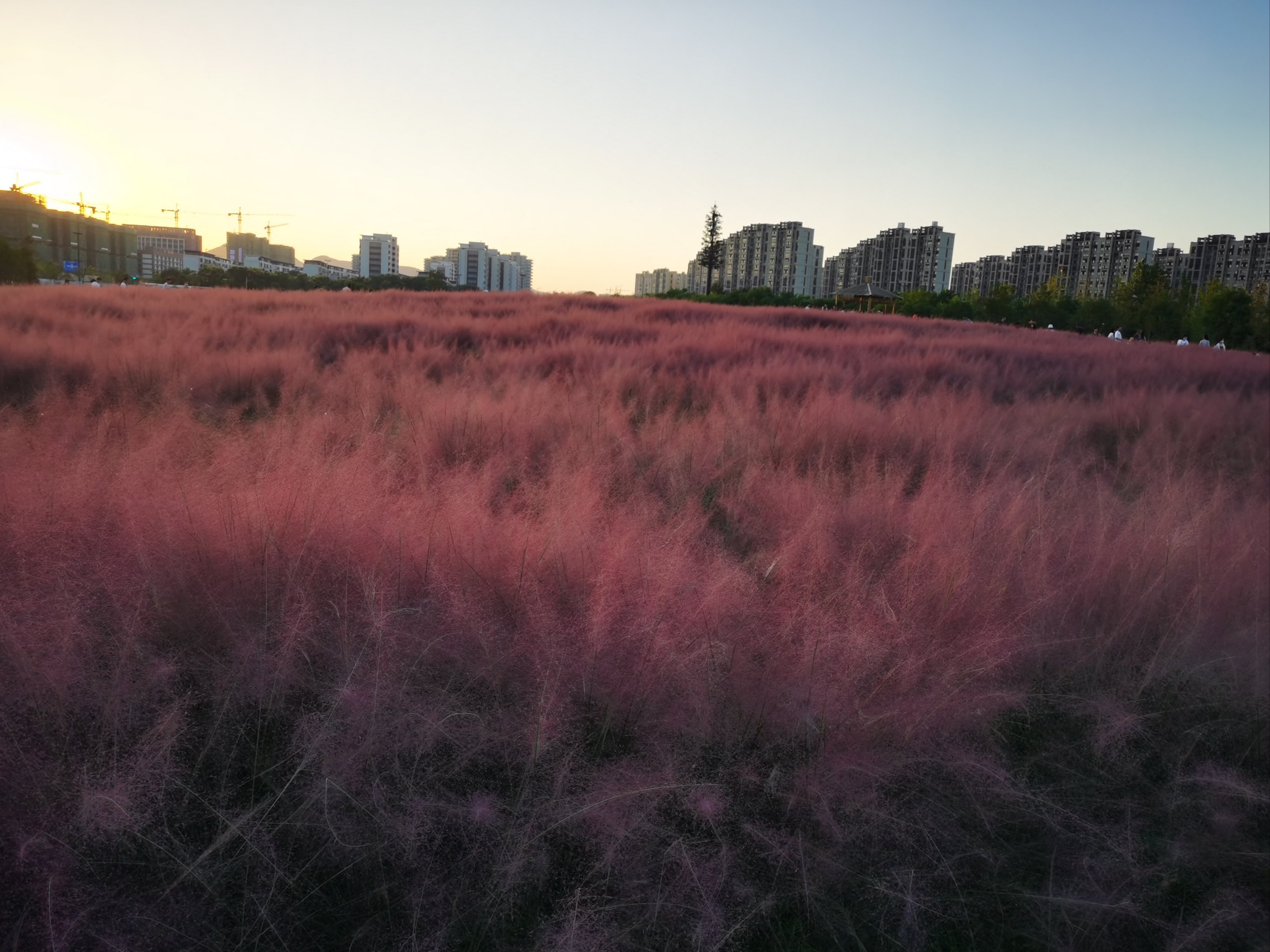 盱眙粉黛花海图片