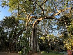 -瑞丽独树成林风景区