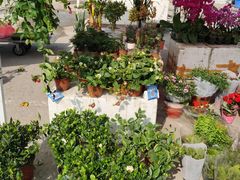 -中环花鸟鱼虫市场
