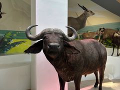 -陕西自然博物馆