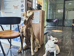 -宠颐生斯嘉宠物医院·急重症·心内科(谷阳北路分院)