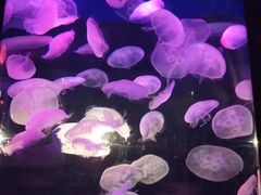 -泉城欧乐堡海洋极地世界