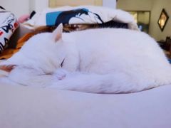 -萌兽医馆·眼科·异宠专科(三里屯店)