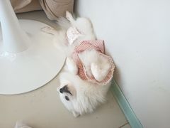 -怪兽屋·羊驼·猫咖·狗咖(俊华广场店)