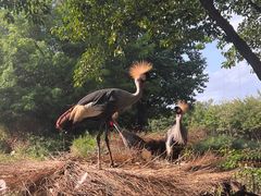-广州长隆飞鸟乐园