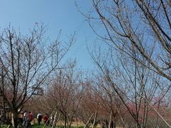 android_upload_pic-天适樱花悠乐园