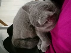 -喵的天空名猫咖啡馆·撸猫·猫舍·用品