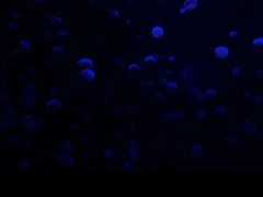 -合肥海洋世界