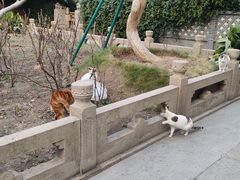 -龙华素斋(龙华路店)