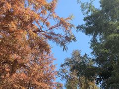 -上海海湾国家森林公园