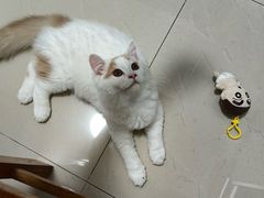 -lincat·猫舍(广州店)