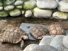 -南宫五洲植物乐园