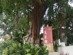 -八道本地特色菜馆(大鹏古城店)