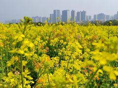 -洋湖国家湿地公园