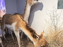 -青藏高原野生动物园