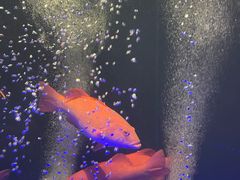 -莉莉海堂HAITANG·烤鸭(国贸商城店)