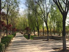 -大兴滨河森林公园