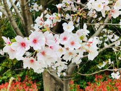 -新虹桥中心花园