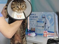 -博特宠物医院24h犬猫全科.骨科·异宠
