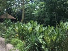 -新加坡飞禽公园