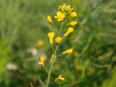 -光明小镇欢乐田园