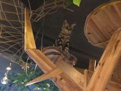 -共舞时光猫咖·狗咖(新街口店)