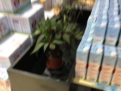 -超级物种·波龙工坊(国贸店)