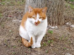 -刘师父老汉口江湖菜(蔡锷路店)