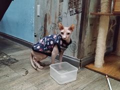 -猫咪咖啡·猫咖(万达广场店)