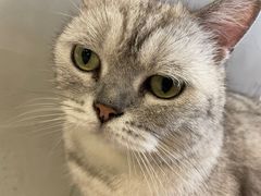 -猫儿山۰猫主题餐厅