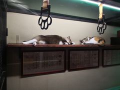 -猫咪博物馆(顶澳仔猫街店)