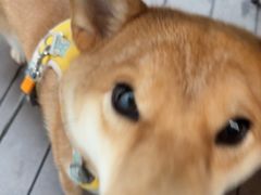 -山外山·林语花园餐厅