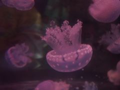 -青岛海底世界-水族馆