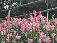 -东莞植物园