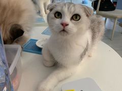 -喵的天空名猫咖啡馆·撸猫·猫舍·用品