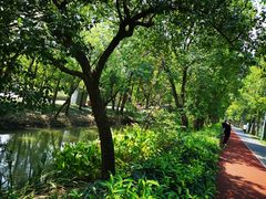 -上海长兴岛郊野公园