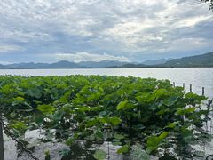 -湖畔居茶楼(湖滨店)