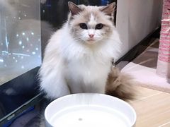 -momokira米努特·德文卷毛猫·棉花面纱犬