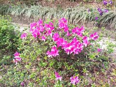 -广州市流溪河国家森林公园