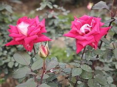 -人民公园(罗湖区)