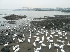 -烟墩角天鹅湖