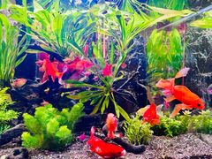 -苏州人家·精致苏帮菜(斜塘店)